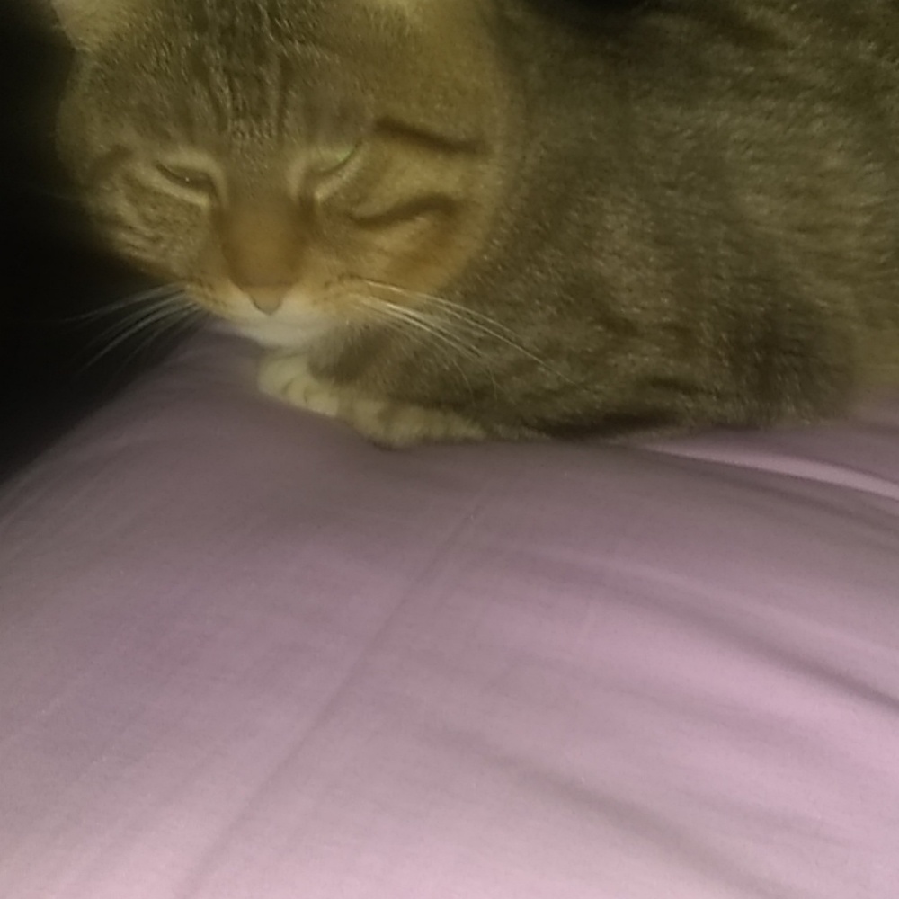 Meet your Posher, Jessie